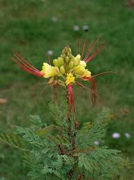 Image result for Caesalpinia
