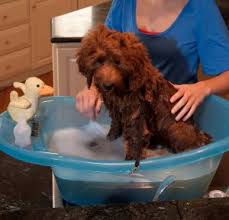 Dog standing in water (v.redd.it). Best Dog Bathtubs Scrub A Dub Dub Wash Your Pup In These Tubs