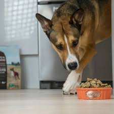 Lakewood pet vet is pleased to serve lakewood, ca and the surrounding areas. Pet Food Express 320 S Lake Ave Pasadena Ca Pet Shops Mapquest