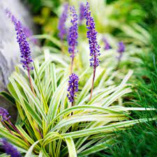 Guarda tus direcciones y tarjetas para comparar más fácil y rápido, crea listas de favoritos, recompra tus productos,da seguimiento a tus órdenes y más. National Plant Network 4 In Big Blue Liriope Plant With Purple Blooms 6 Piece Hd1304 The Home Depot