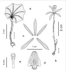 Image result for Nervilia crociformis
