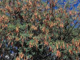 Image result for Albizia glaberrima