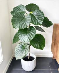 Image result for Ficus tremula