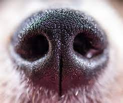 Find animal shelters & rescues near san antonio/tx. Care For Animals