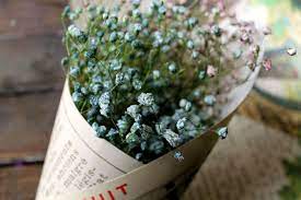 How To Naturally Dye Baby S Breath Diy Naturally Dyed Diy And Crafts Sewing Babys Breath
