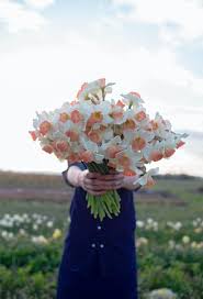 Cut flower garden, this book is a gorgeous and comprehensive guide to everything you need to make your own incredible arrangements all year long, whether. Picture This Daily Mail Online