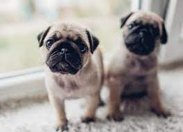Looking for cure for roundworms in dogs? What Causes Roundworms In Dogs And How To Get Rid Of Them