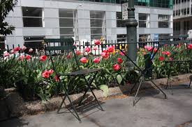 It S That Tulip Time Of Year Tulips Bryant Park Plants