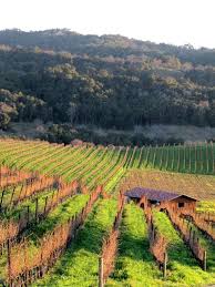Photo Essay Winter In The Vineyard Vineyard Paso Robles Wineries Produce Wine