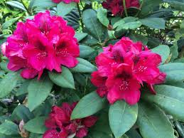 4 5 High And Wide Late Srping Early Summer Rhododendron Lord Roberts Dark Red With Dark Throat Rhododendron Dark Red Red