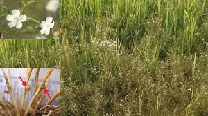 Image result for Rhamphicarpa fistulosa