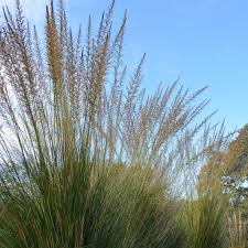 Image result for Sporobolus consimilis