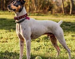 Check out our list of 18 beagle mixed breeds. 20 Of The Most Popular Rat Terrier Mixes For You To Bring Home Today K9 Web