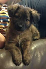 German Shepherd Pitbull Mix Black And Brown Learn About The Pitbull Husky Mix A K Pitsky Dogable German Shepherd Mix Puppies Shepherd Mix Puppies Golden Retriever German Shepherd Mix