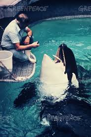 The vancouver aquarium is a public aquarium located in stanley park in vancouver, british columbia, canada. Greenpeace Orca At Vancouver Aquarium