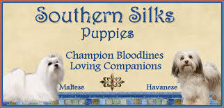 Our goal is to raise healthy and happy with excellent temperaments puppies as to breed standards to forever homes in loving environment. Southern Silks Maltese Puppies And Havanese Puppies