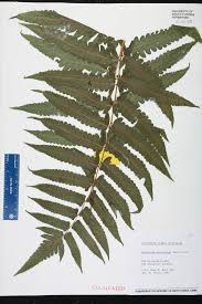 Image result for Diplazium humbertii