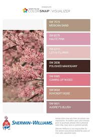 Cherry Blossoms Coming Up Roses Color Color Choices