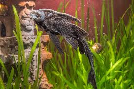 Dojo Loach: Care, Size, Tank Mates, Lifespan & Diet - Fish Laboratory