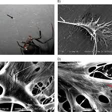 Her physical strength is heightened to a level that is beyond the natural physical limits of a woman of her height, weight and build. Physical Structure Of An Attachment Disc Collected From A Black Widow Download Scientific Diagram
