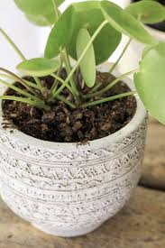 Amongst them, mycorrhizal fungi, that have a special symbiotic relationship with plant roots, enabling them to uptake a greater amount of nutrients. How To Get Rid Of Fungus Gnats For Indoor Plants Dossier Blog