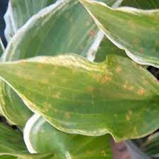 In wet soil, lamb's ears may rot. Controling Garden Diseases Garden Crossings