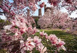 The saucer magnolia (magnolia x soulangeana) in the period of flowering is one of the more imposing beauty plants can enjoy the flower lover, thanks to the size, shape, color and abundance of its flowers. The Difference Between Cherry Blossoms And Saucer Magnolias Smithsonian Institution