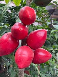 Image result for Caricaceae