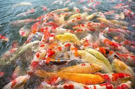 They stand for grace, beauty, and elitism. Can A Goldfish Live Together With A Koi Quora