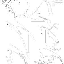 Learn these parts of body names to increase your vocabulary words in. Full Body And Body Parts Of Female Bosmina Coregoni A Female Body Download Scientific Diagram