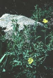 Image result for Argemone mexicana