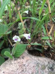 Image result for Asystasia vogeliana