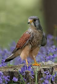 Small British Birds Of Prey Images Kestral Found In A Wide Variety Of Haunts Including Open Or Lightly Wooded Farmland Moors Wetlands And Urban Are British Birds Of Prey Birds Of Prey Uk Birds