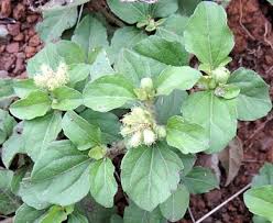 Image result for Acanthospermum australe