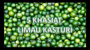 Pokok limau kasturi ini memang banyak kegunaannya, baik untuk masakan atau minuman. 5 Khasiat Limau Kasturi Youtube