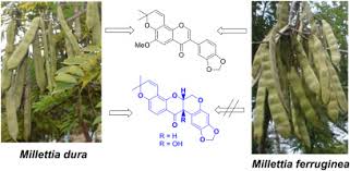 Image result for Millettia dura