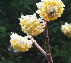 Image result for Gnidia chrysantha