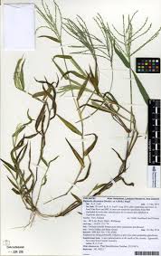 Image result for Digitaria abyssinica