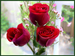 Bildergebnis für beautiful roses