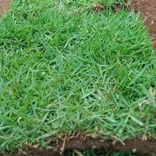 Untuk harga rumput jepang per meter perseginya 30.000 an. Jual Harga Rumput Jepang Madiun Rp 15 000 Permeter Persegi 085851472116 1 M X 1 M Kab Malang Rumput Gajah Mini 10rb Tokopedia