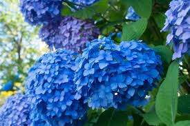 صور ورد أزرق طبيعي رائع الجمال روزبيديا