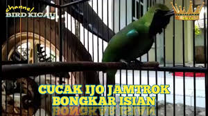 Cucak Ijo Jamtrok Bongkar Isian Kaskus