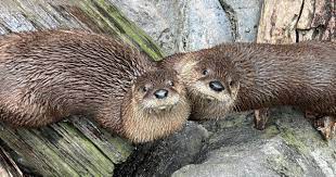 Capture and find what you need, fast. Introducing Our Two New Otters South Carolina Aquarium