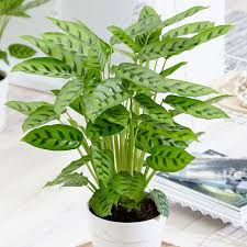 100 Seeds Calathea Leopardina Peacock Plant Seeds Potted Flowers Calathea Seeds Seeds Balcony Bonsai In 2020 Calathea Plant Plants Calathea