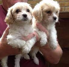 Please visit our site to learn more and find a new cavapoo or cavachon puppy friend. Cavachon Puppies Pets And Animals For Sale Texas