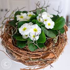 Fruhlingsdeko Primeln Im Nest Fruhlingsdeko Deko Fruhling Draussen Fruhjahr Deko