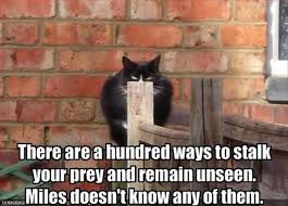 Attack Of The Funny Cats 62 Pics Funny Cat Photos Funny Cat Pictures Funny Animals