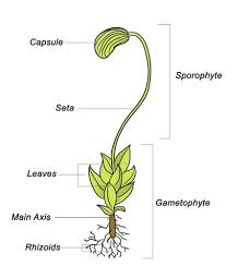 Thus, we've put together a list of free er. Diagram Of Liverwort Marchantia Rhizoids Gallery Botany Hindi Liverwort Non Vascular Plants Structure Structure Of Liverwort Summerg Swift