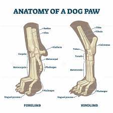 The carpal pad helps with skid and traction on a slope or while stopping. Anatomy Of Dog Paws With Forelimb And Hindlimb Bones Vector Illustration Dog Anatomy Anatomy Dog Paws
