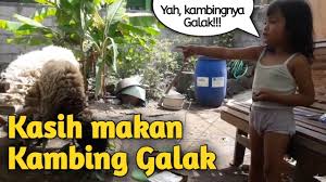 Check spelling or type a new query. Lucu Maen Sama Kambing Sambil Ngoceh Sendiri Youtube